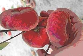 several White fleshed peento NC peaches