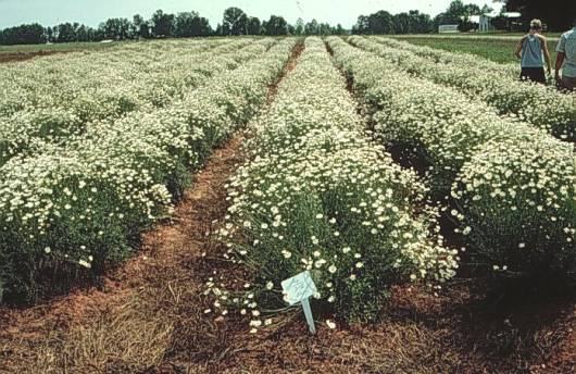 rows of Pyrethrum in full bloom