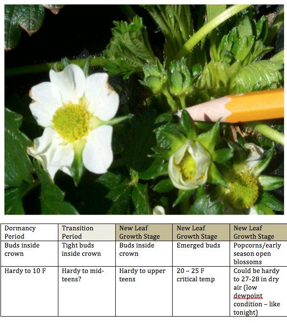 flowers in different stages