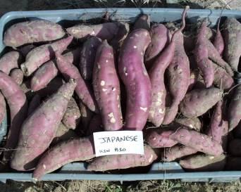 harvested 'Japanese' sweetpotatoes