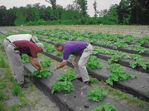 examining the growing plants