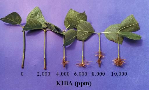 Effect of KIBA on 'Venus' Sweetshrub root growth