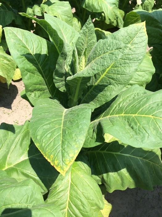 Potassium (K) deficiency begins as "rim firing" in the mid-stalk position and progresses upward.