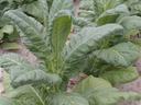 Large broad-leaf plants growing in rows in a cultivated sandy-soil field
