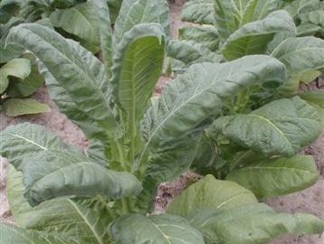 Large broad-leaf plants growing in rows in a cultivated sandy-soil field