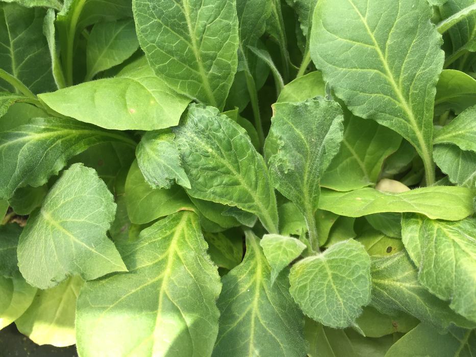 Injury from physical 2,4-D drift onto tobacco seedlings. Note the wavy/serrated leaf margins and well defined leaf tip.