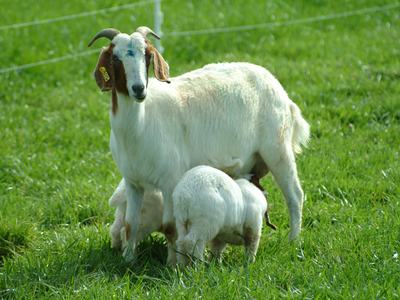 White goat standing in grass with two kids nursing at her udder