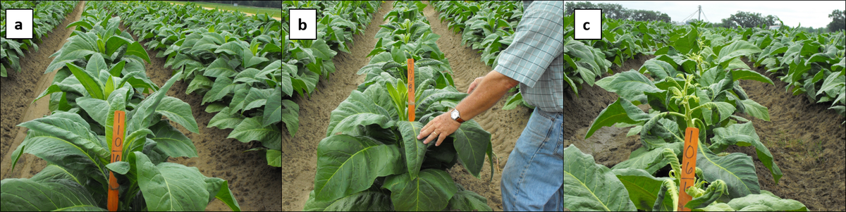 Simulated drift of Dicamba (1/512, 1/32, and 1/2 rates).