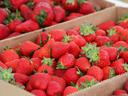 Red strawberries with green stems packed in cardboard boxes