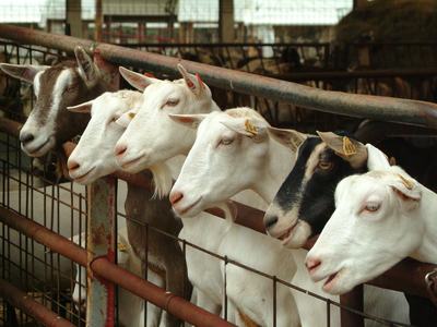 Five goats leaning over a metal pen railing in a barn, with ear tags visible.