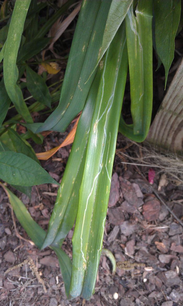 Mines from daylily leafminer larvae on daylily leaves. Photo: SD Frank