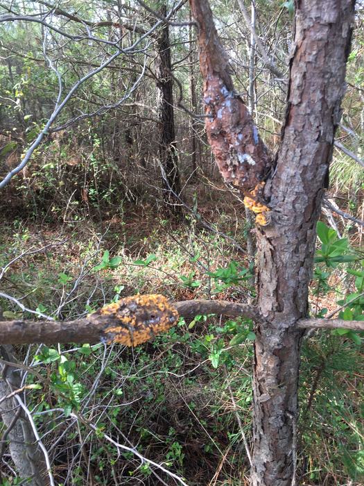 Pine tree with fusiform rust
