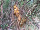 Pine Tree with fusiform rust