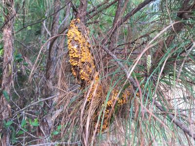 Pine Tree with fusiform rust