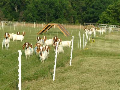 Group of goats walking toward camera behind wire fence in grassy pasture