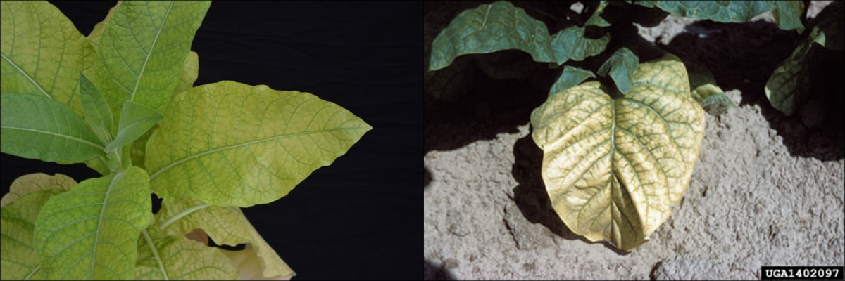 Magnesium deficiency is characterized by chlorosis (yellowing) of lower, older leaves and will progress into mid-stalk positions if uncorrected. Magnesium deficiency is referred to as "sand drowning" because it is more commonly observed in coarse, sandy soils.