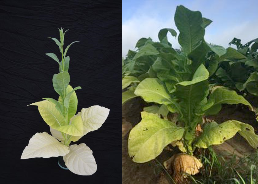 Nitrogen (N) deficiency is characterized by pale color in older leaves. 