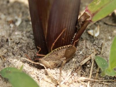 Brown hopper insect under plant stem on sandy soil; text "© Arun Babu 2015"
