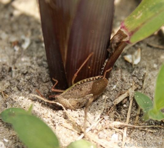 Brown hopper insect under plant stem on sandy soil