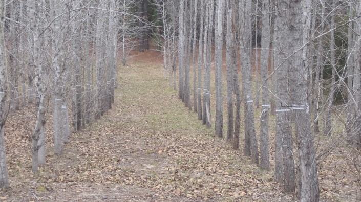 space between rows of young trees