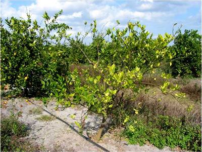 Young citrus tree with yellowing leaves in a dry orchard and visible drip irrigation line
