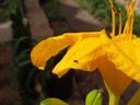 Adult daylily leafminer. Photo: SDF