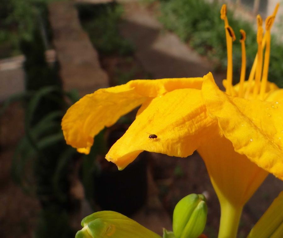 Adult daylily leafminer. Photo: SDF