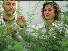 Two scientists in lab coats examining and handling green plants in a greenhouse