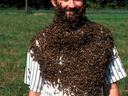 bees on face