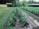 Rows of wilted tobacco plants in muddy field with tractor tracks; UGA1402060
