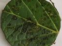 Flea beetle damage on hydrangea