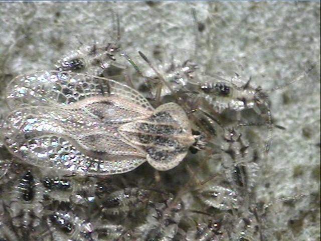 Azalea Lace Bug