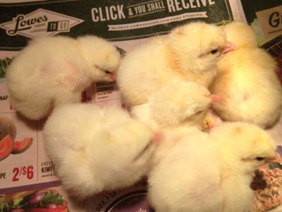 baby chicks