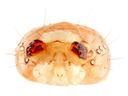 Close-up of translucent mite head showing dark mandibles, mouthparts, and surrounding setae