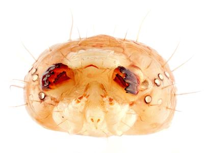 Close-up of translucent mite head showing dark mandibles, mouthparts, and surrounding setae