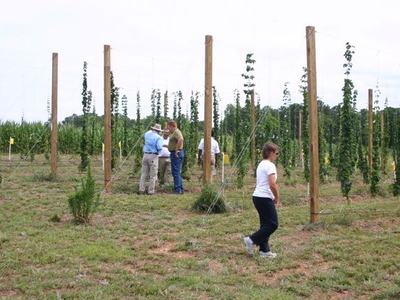 Four people inspecting young hop vines trained on tall wooden trellises in a field