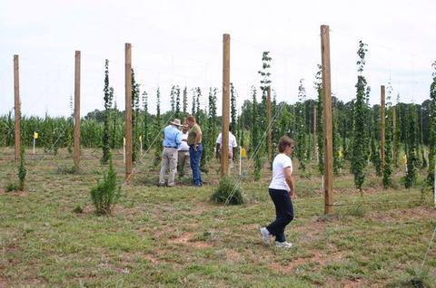 Four people inspecting young hop vines trained on tall wooden trellises in a field