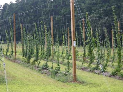 Rows of hop vines trained on trellis strings between wooden poles in a field