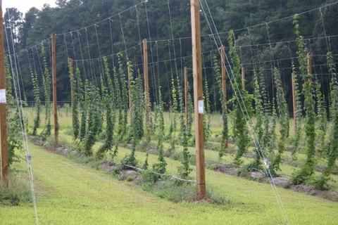 Rows of hop vines trained on trellis strings between wooden poles in a field