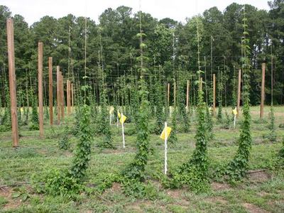 Rows of hop plants climbing strings between wooden poles in a field