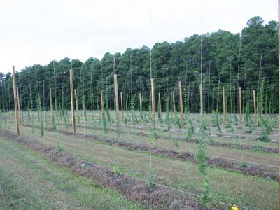 Rows of young hop plants trained on trellis strings between wooden poles in a field