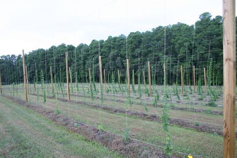 Rows of young hop plants trained on trellis strings between wooden poles in a field