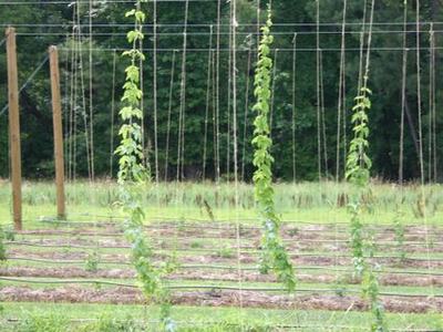 Young hop vines climbing vertical trellis strings in a farm field