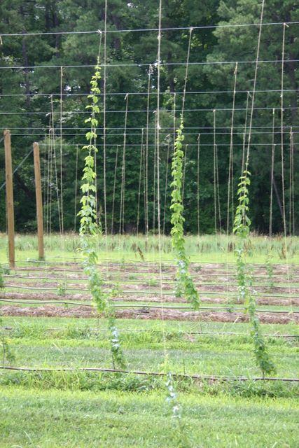 Young hop vines climbing vertical trellis strings in a farm field