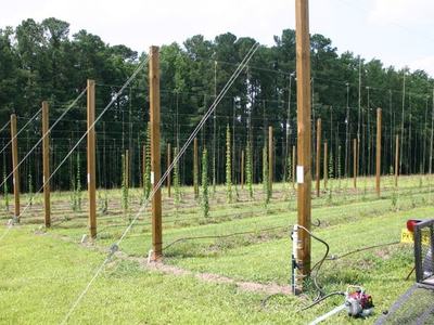 Hops field with wooden trellis posts and wires supporting young climbing bines