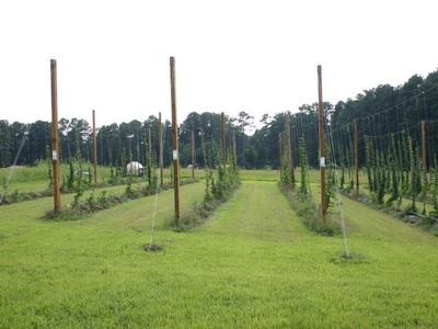 Rows of trellised plants on wooden poles with grassy lanes in a field