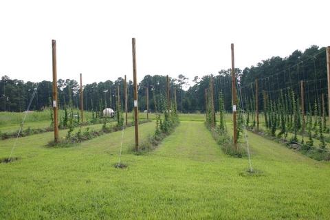 Rows of trellised plants on wooden poles with grassy lanes in a field