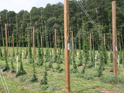 Field of hop bines trained up vertical wooden poles and wires in rows