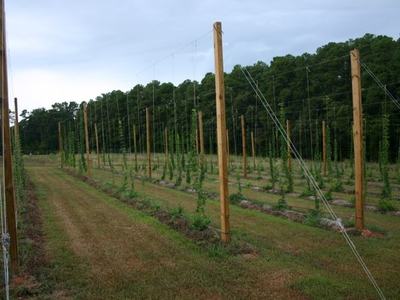 Rows of young hop vines trained on tall wooden trellises in a field
