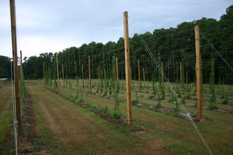Rows of young hop vines trained on tall wooden trellises in a field